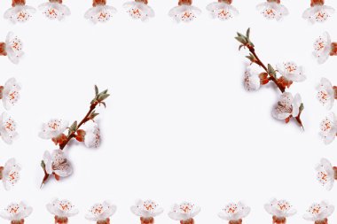 Kayısı beyaz bir arka plan üzerinde meyve dalı.