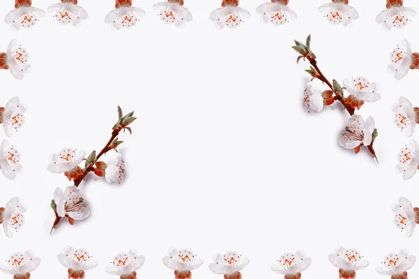 Rama de fruta de albaricoque sobre fondo blanco . — Foto de Stock