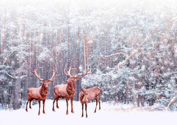 冰雪覆盖的树木。鹿 — 图库照片
