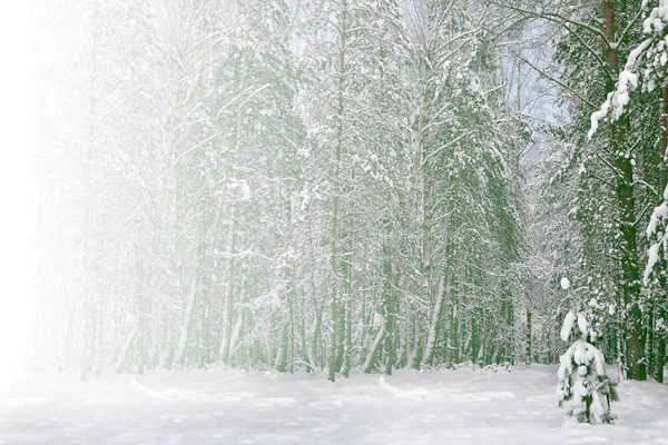 Bevroren winterbos met besneeuwde bomen. — Stockfoto