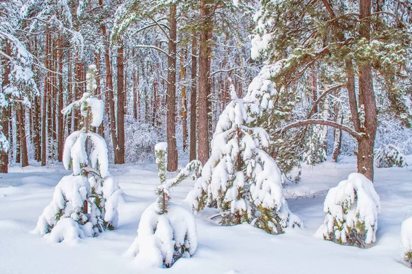 Fryst vinterskog med snötäckta träd. — Stockfoto