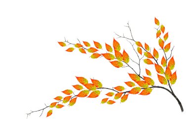 parlak renkli sonbahar yaprakları