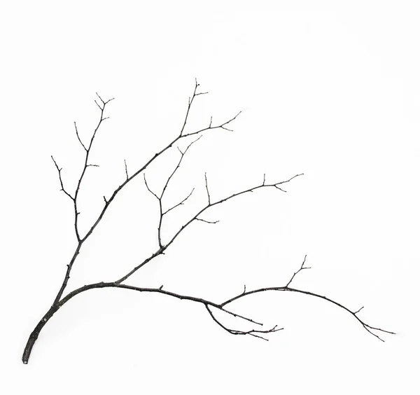 Tree branch isolated on white background. — Stock Photo, Image