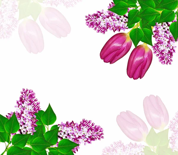 उज्ज्वल और रंगीन वसंत फूलों की शाखा — स्टॉक फ़ोटो, इमेज