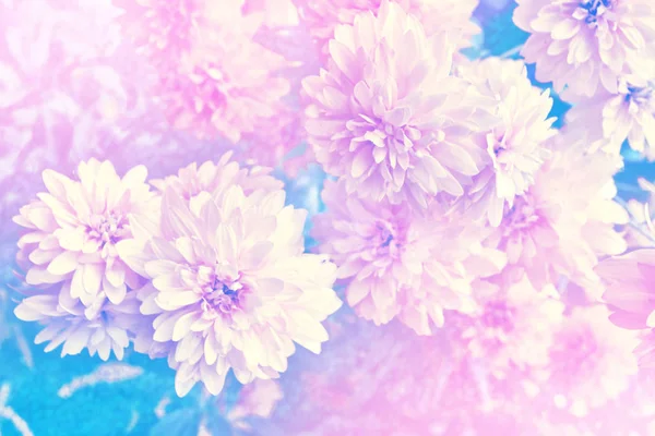 Coloridas flores de dalia sobre un fondo del paisaje otoñal — Foto de Stock