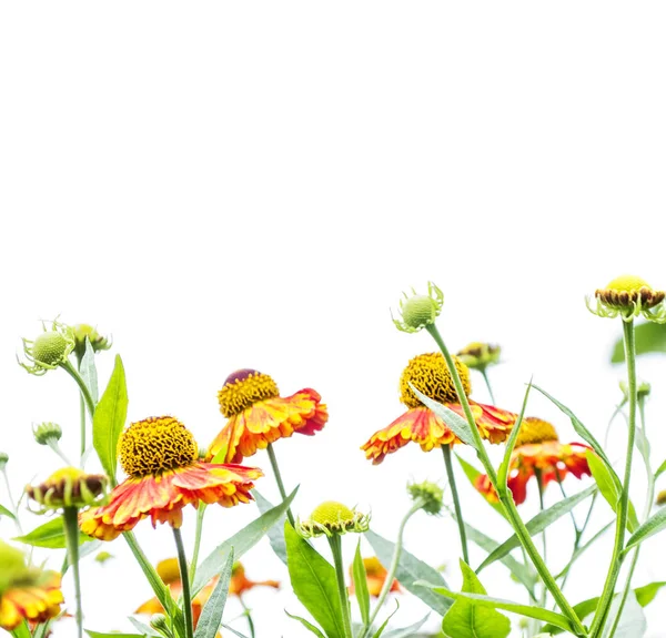 Bright colorful flowers marigolds isolated on white background — Stock Photo, Image