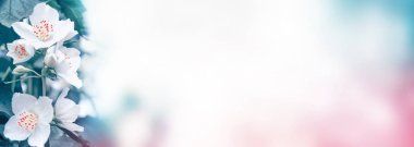 Yasemin şube hassas bahar çiçekleri beyaz