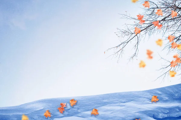 深秋的风景。白雪覆盖的树木. — 图库照片