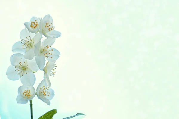 Gelsomino bianco Il ramo delicati fiori primaverili — Foto Stock