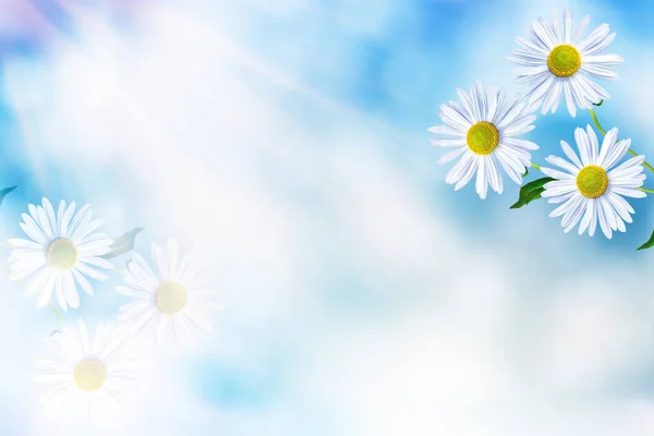 White bright daisy flowers on a background of the summer landsca — Stock Photo, Image