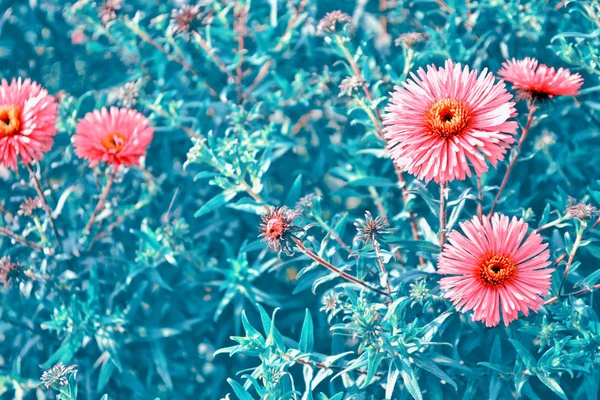 Coloridas flores de crisantemo sobre un fondo del lan de otoño —  Fotos de Stock