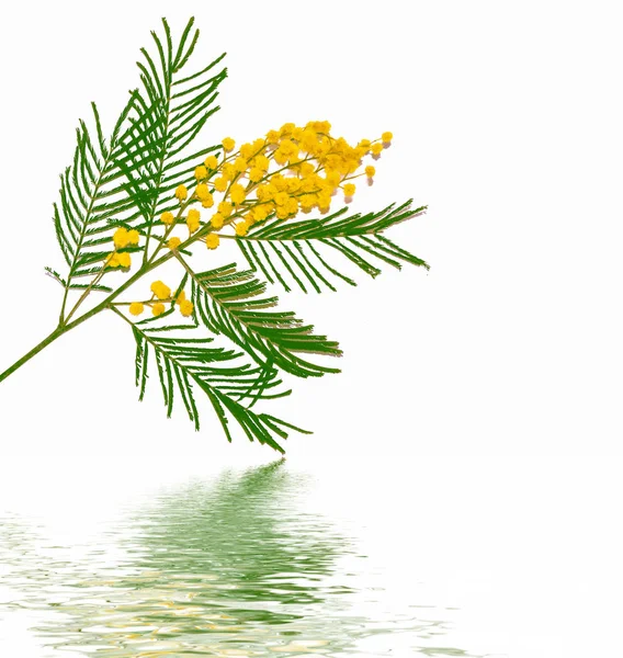 Strauch von gelben Frühlingsblumen Mimosen isoliert auf weißem Hintergrund — Stockfoto