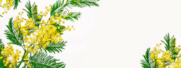 Буш желтых весенних цветов мимозы изолированы на белой спинке
