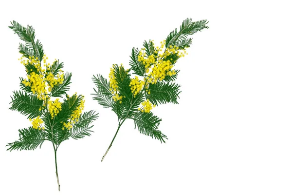 Bush żółte jare kwiecie mimozy na białym tle na białym tle — Zdjęcie stockowe