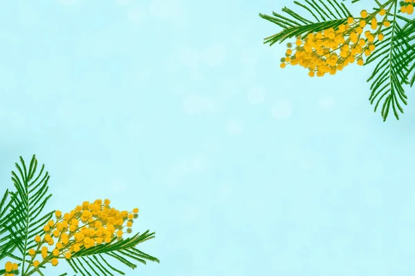 Bush de fleurs jaunes de printemps mimosa — Photo