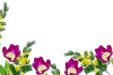 Bahar çiçekleri ve Lale Mimoza doğal arka plan