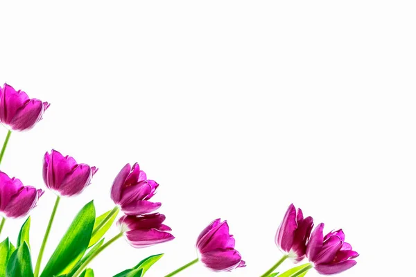 Spring flowers tulips — Stock Photo, Image