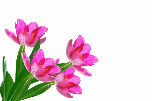 Fiori di primavera tulipani — Foto Stock