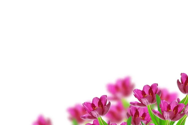 Wiosenne kwiaty tulipany — Zdjęcie stockowe