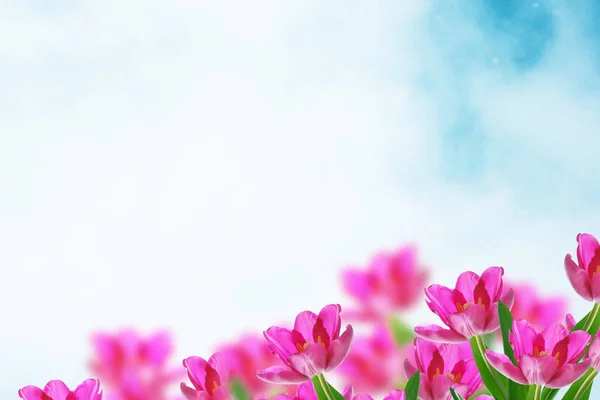 Světlé a barevné květiny tulipány — Stock fotografie
