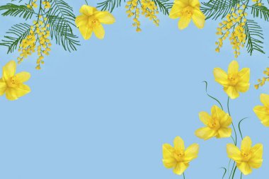 Sarı bahar çiçekleri Mimoza Bush