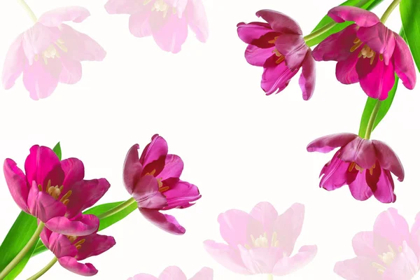 봄 꽃 튤립 — 스톡 사진