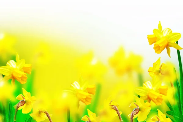 Lentebloemen van narcissen. — Stockfoto