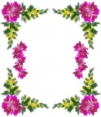 Bahar çiçekleri ve Lale Mimoza doğal arka plan