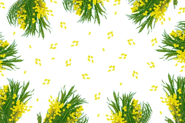 Bush, sárga tavaszi virágok mimóza elszigetelt fehér háttér mintázata — Stock Fotó
