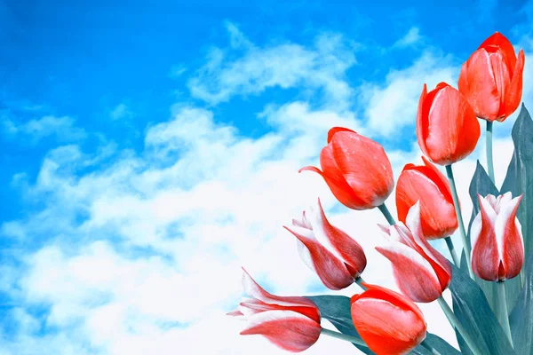 Bright and colorful flowers tulips Stock Photo