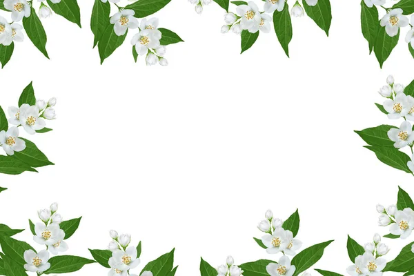 Гілка квітів жасмину ізольована на білому тлі . — стокове фото