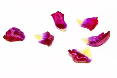 bahar çiçekleri laleler 