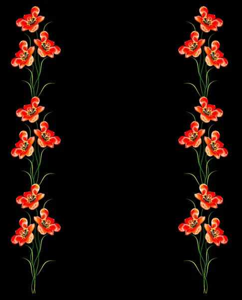 Flowers tulips isolated on black background. — Stock Photo, Image