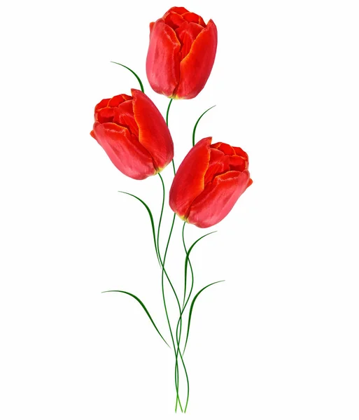Tavaszi virágok a tulipán — Stock Fotó