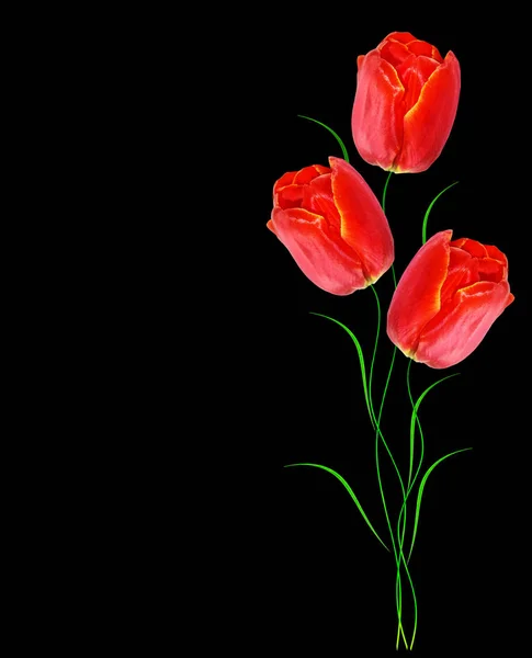 Fiori tulipani isolati su sfondo nero . — Foto Stock