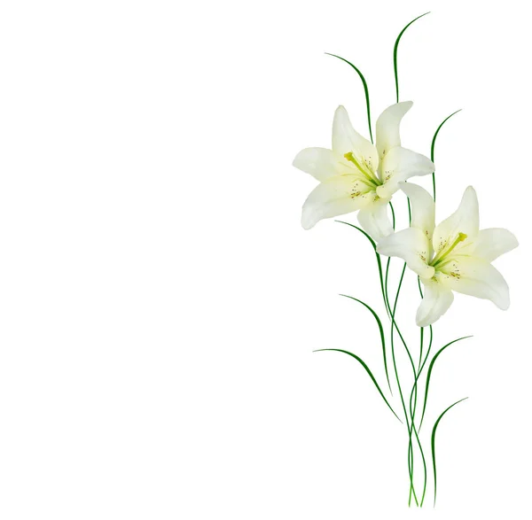 Bright lily flowers isolated on white background. — Stock Photo, Image