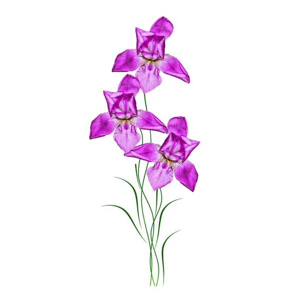 Beyaz arka plan üzerinde izole bahar çiçekleri Iris. — Stok fotoğraf