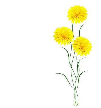 Kabarık karahindiba çiçeği beyaz arkaplanda izole edilmiş..