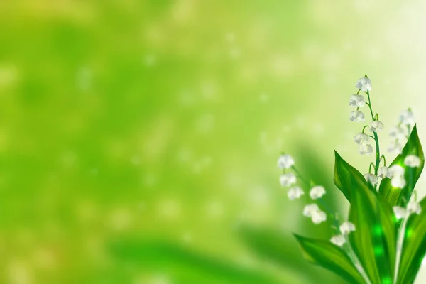 봄 풍경. 골짜기의 꽃 백합 — 스톡 사진