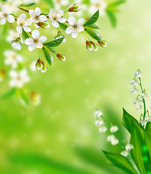 Bright colorful spring flowers — Stock Photo, Image