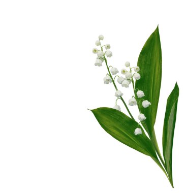 Vadi çiçeğinin zambağı 