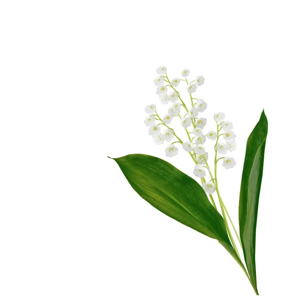 Lily of the valley flower — Stock Photo, Image