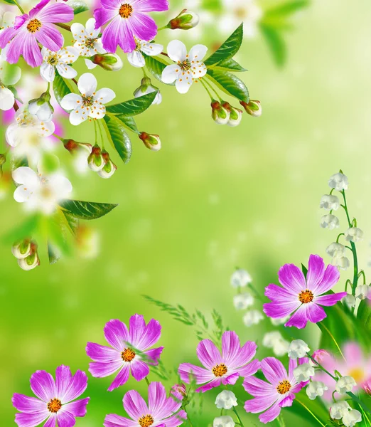 Luminosi fiori primaverili colorati. Fondo floreale . — Foto Stock