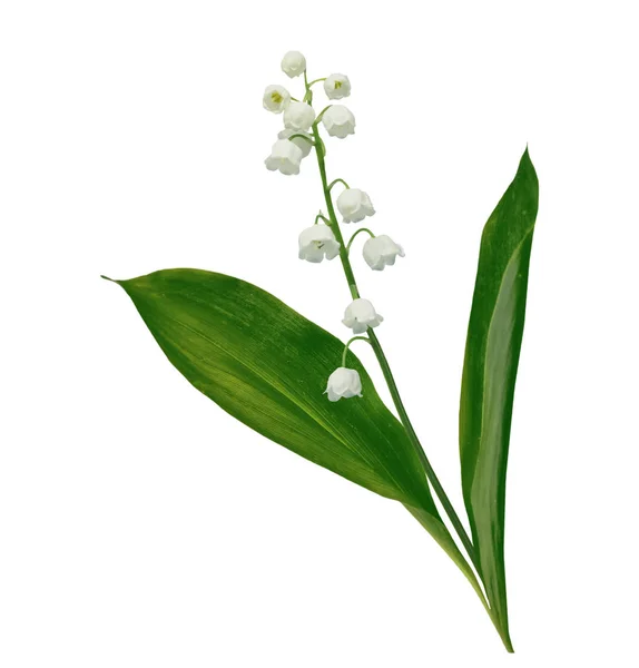 Lily of the vincent flower — стоковое фото
