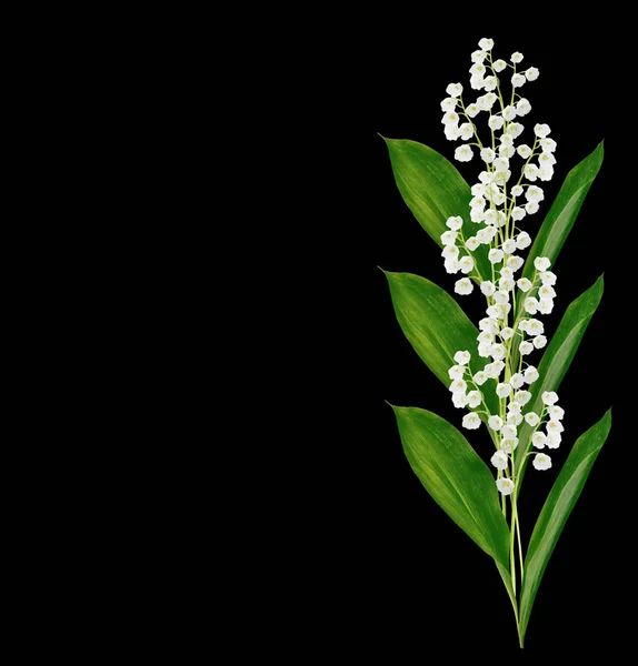 Lilia z kwiatu doliny — Zdjęcie stockowe