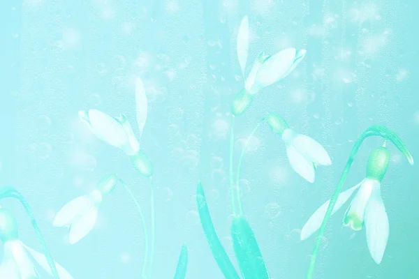 The first delicate spring flower snowdrop. — Stock Photo, Image