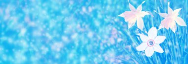 Bahar çiçeği nergis.