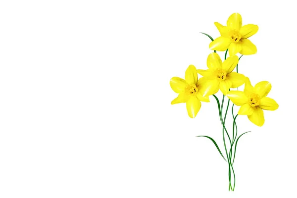 Tavaszi virágok nárcisz elszigetelt fehér background — Stock Fotó