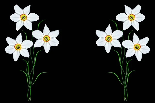 Spring flowers narcissus — Stock Photo, Image