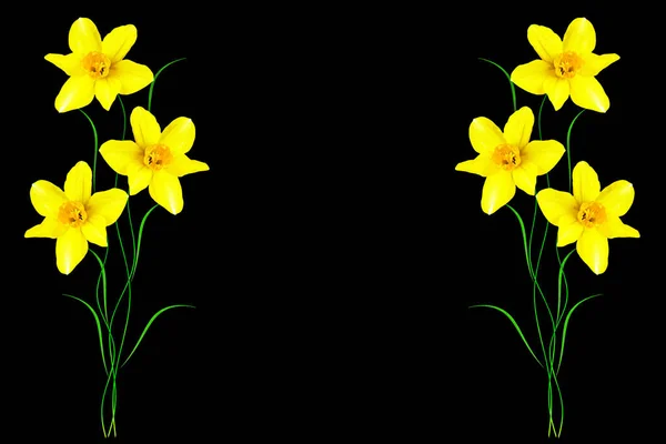 Flores de primavera narciso — Fotografia de Stock